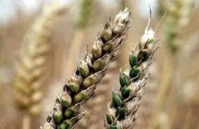 Производители зерна в Прикамье не подтвердили его безопасность |  ПРОИСШЕСТВИЯ | АиФ Пермь