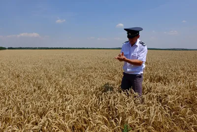 Увеличение потерь урожая зерна от вредителей прогнозируют в Казахстане в  2023 году - АПК Новости