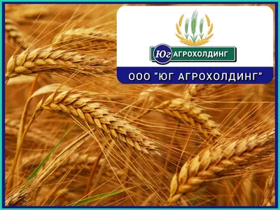 О защите зерновых посевов от головни в июле 2020 года