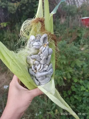 Пузырчатая головня кукурузы