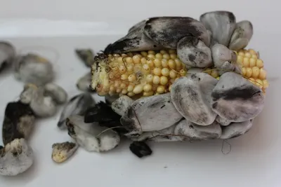 Болезни кукурузы— SonceSad Болезни кукурузы— SonceSad
