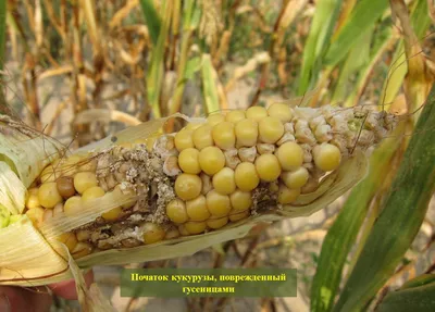 Болезни кукурузы: симптомы, причины и методы борьбы - Agro-Market
