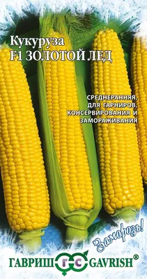 Пузырчатая головня кукурузы