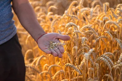 Споры заболеваний пшеницы