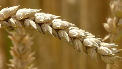 Стеблевая головня пшеницы — Центр по борьбе с трудноискоренимыми болезнями  растений