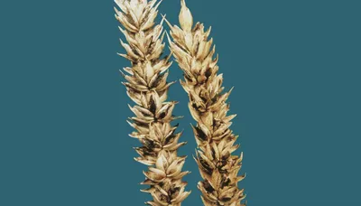 Пыльная головня пшеницы – болезни растений