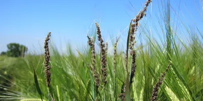 Твёрдая головня пшеницы – болезни растений