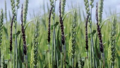 Высев протравленных семян – мера борьбы с карликовой головней пшеницы -  Рамблер/новости