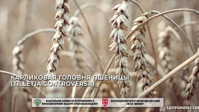 Карликовая головня пшеницы | Торговый Дом «КЧХК»