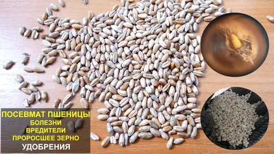 Россельхознадзор | Россельхознадзор обсудил с белорусскими коллегами  регионализацию и условия поставок из Беларуси семян пшеницы после выявления  опасного заболевания – карликовой головни