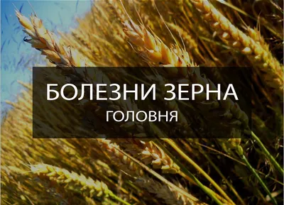 Участникам внешнеэкономической деятельности - о допустимом уровне  содержания в зерне спорыньи и головни | agrobook.ru