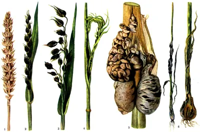 Карликовая головня пшеницы (Tilletia controversa) - YouTube