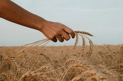 Семенную пшеницу запретили ввозить из Беларуси в РФ - 07.04.2023, Sputnik  Беларусь
