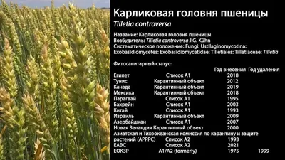 Карликовая головня в белорусских семенах пшеницы вызвала немедленные  ответные меры Россельхознадзора - Рамблер/новости