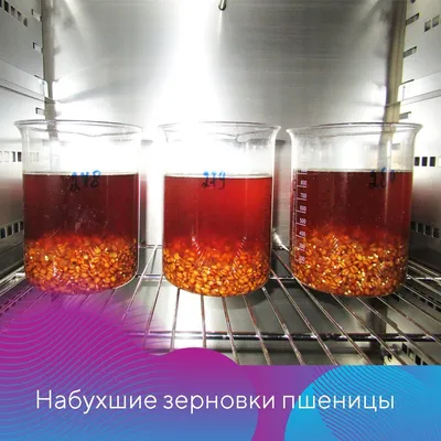 Проблему карликовой головни в белорусских поставках пшеницы в Россию  компетентные органы решают совместно — АгроXXI