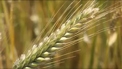 Посевмат пшеницы: болезни и проросшее зерно. Чем будем протравливать? -  YouTube