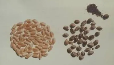Твердая головня пшеницы Грибные болезни | Syngenta