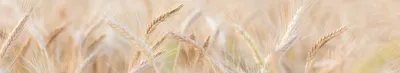 Россия запретила ввоз семян пшеницы от Академии наук – REFORM.by