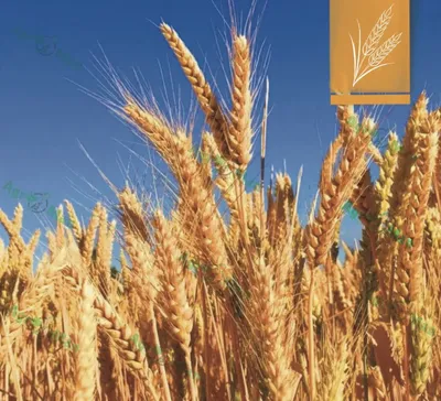 AGROFARM CK sur Instagram: \"🌱 Карликовая головня пшеницы 🌾 Карликовая головня  пшеницы – вредоносная болезнь растения, приводящая к поражению зерна.  Пораженные зерна превращаются в черную пылящую массу. Заболевание может  носить эпифитотийный характер