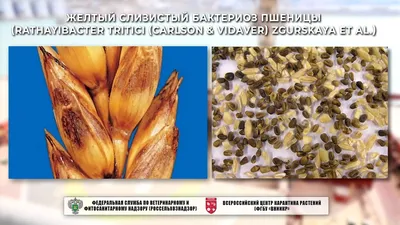 Ученые вывели сорт пшеницы, которой не страшна ни одна болезнь: Новости ➕1,  23.08.2022