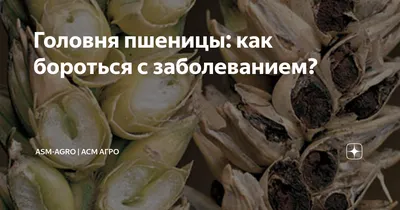 Партия белорусской пшеницы с опасной карликовой головней вовремя  остановлена Россельхознадзором | АgroXXI - для аграриев и дачников | Дзен