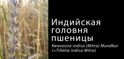 Твердая головня пшеницы Грибные болезни | Syngenta