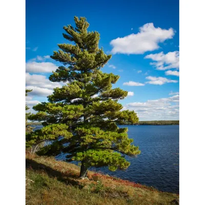 Ветка сосна голубая (средняя -45см) (ID#1222346756), цена: 104.20 ₴, купить  на Prom.ua