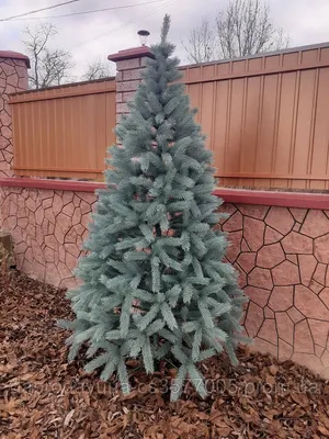 Wallichiana Pinus - сосна Бутана, голубая сосна Стоковое Фото - изображение  насчитывающей привлекательностей, пуща: 78990996