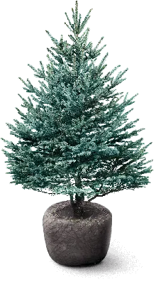 Сосна искусственная Crystal Trees Швейцарская снежная 225 см голубая  заснеженная - купить в Москве, цены на Мегамаркет