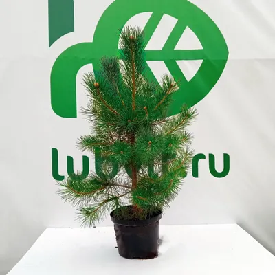 Сосна Листва С Ель Голубая Picea Видов — стоковые фотографии и другие  картинки Без людей - Без людей, Ветвь - часть растения, Выборочная  фокусировка - iStock