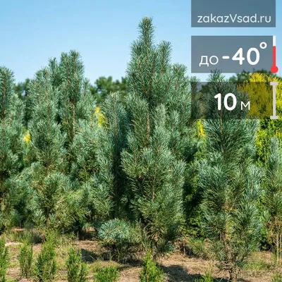 Сорта голубой ели: виды голубой ели - Agro-Market24