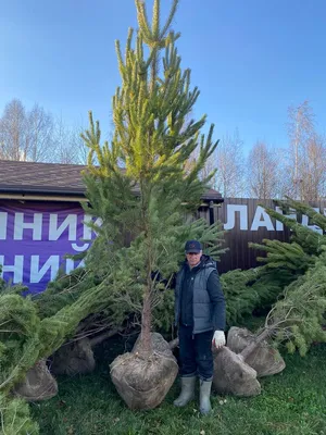 Сосна новогодняя Novogod'ko h-0,60 м \"Новогодняя голубая -NG\" инд/уп 904811  Novogod'ko купить - отзывы, цена, бонусы в магазине товаров для творчества  и игрушек МаМаЗин