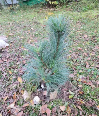 Wallichiana Pinus - сосна Бутана, голубая сосна Стоковое Изображение -  изображение насчитывающей больш, красивейшее: 78990941