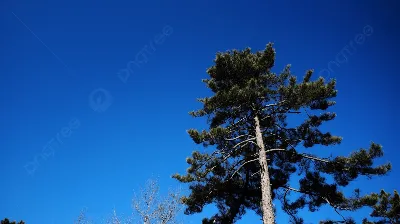 Хвойные деревья - Садовый центр питомника Юг-Лес