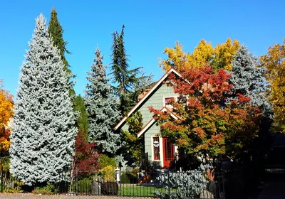 Вопросы читаталей: чем отличается ель от сосны, а сосна от пихты? | myDecor