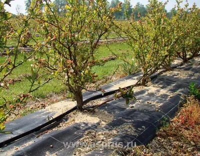 Выведено самшитовую голубику Vaccinium Angustifolium BerryBux!