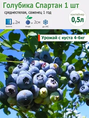 Посадка голубики садовой на даче