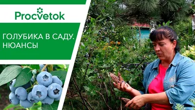 Голубика садовая высокорослая Ваш Дом и Сад 166110887 купить в  интернет-магазине Wildberries