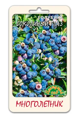 Выращивание голубики — SonceSad Выращивание голубики — SonceSad