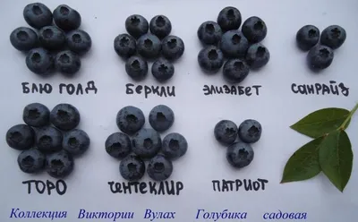 Голубика садовая: выращивание, сорта с фото, посадка, уход, размножение