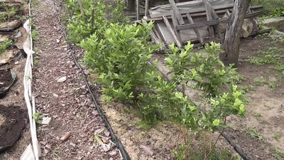 Голубика садовая Элизабет купить в Нижнем Новгороде из питомника СВ-САД