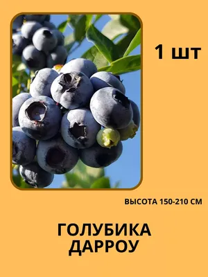 Как правильно посадить голубику? - Зеленый сад