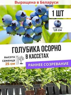 Голубика Блюкроп (Bluecrop) - купить кустарник в питомнике
