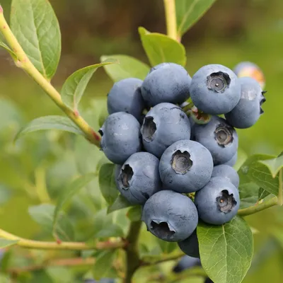 Голубика Чандлер (Vaccinium corymbosum Chandler) C3L;30-40 – Ваш сад