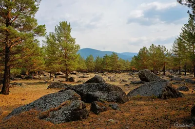 Адыгея, Официальный аккаунт (@dendropark_adygeya) • Instagram photos and  videos