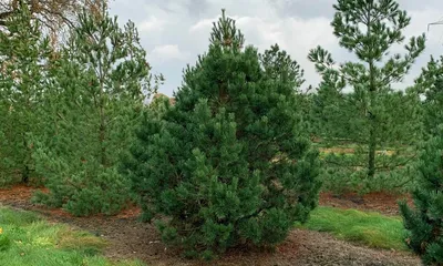 Сосна горная Пумилио 🌲 по выгодной цене 49000 руб. в Москве - купить  саженцы сосны Pumilio в питомнике «Зеленый Рай»