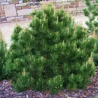 Сосна горная: купить саженцы 🌲 по выгодной цене в Москве в питомнике  «Растения для сада»