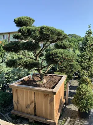 Сосна горная (Pinus mughus) — НКО \"NORD-NUC\"
