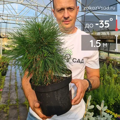 Сосна горная ф. древовидная с доставкой! 🌱 [С106078]