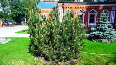 Сосна горная Пумилио - Купить саженцы в Гаврише